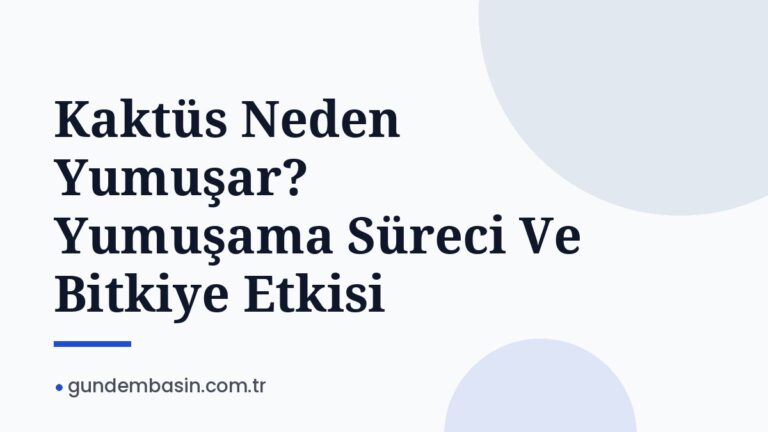 Kaktüs Neden Yumuşar? Yumuşama Süreci Ve Bitkiye Etkisi